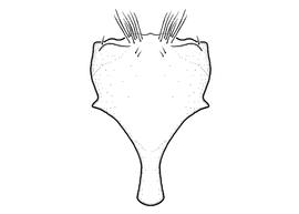   Anthidium psoraleae  male, diagram showing ventral view of eighth sternum (S8), diagram from Gonzalez and Griswold 2013 
